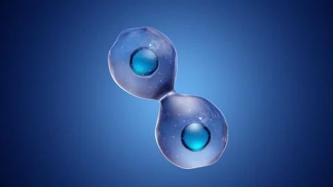 Cell Division or Cloning Cells Stock Illustration