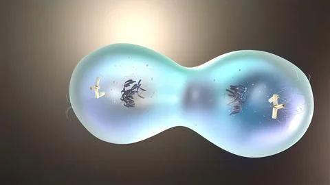 Cell division or cloning cells. Stem cells dividing under the microscope. Illustrazione stock