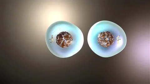 Cell division or cloning cells. Stem cells dividing under the microscope. Illustrazione stock