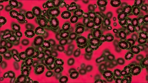 Cell division on a red background 動画素材 71003825