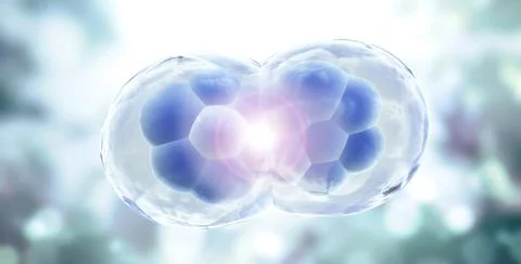 Cell Division. Stages of Mitosis. Cellular Therapy. 3d render Stockillustratie