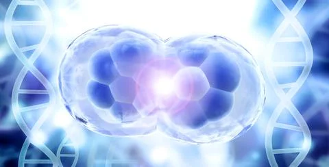 Cell Division. Stages of Mitosis. Cellular Therapy. 3d render 库存插图