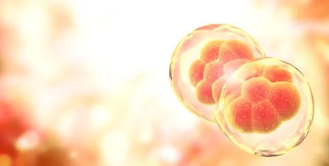 Cell Division. Stages of Mitosis. Horizontal banner with Process Division Of Illustrazione stock