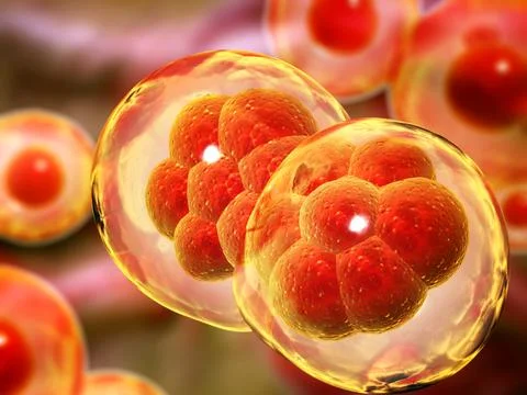 Cell Division. Stages of Mitosis. Horizontal banner with Process Division O.. Stock Illustration