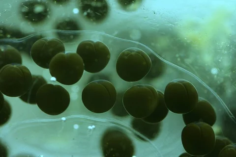 Cell division in toads spawning. Timelapse Video stock 109340273