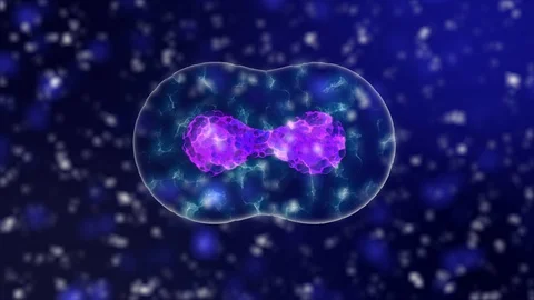 Cell Division violet-blue background 4K. Medical and science concept 3D video. Stock Footage 90969181