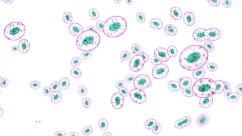 Cell division on a white background Vídeo Stock 71003207