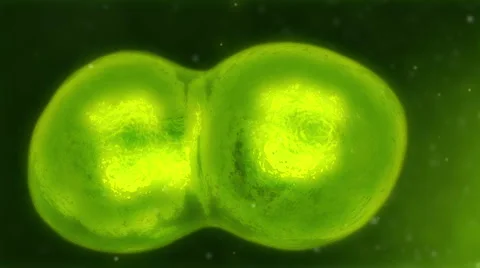 CELL DUPLICATING FRONT Stock Footage