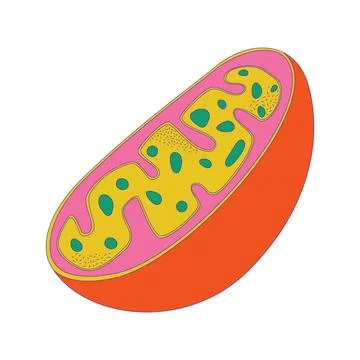 Cell educative model 2D cartoon object Stock Illustration