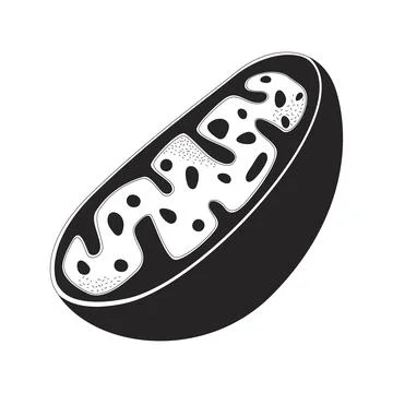Cell educative model black and white 2D line object Stock Illustration