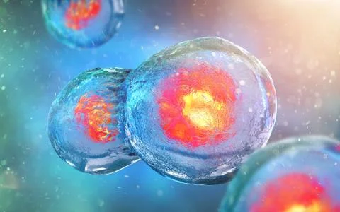 Cell embryo, Mitosis under microscope. 3D illustration Illustrazione stock