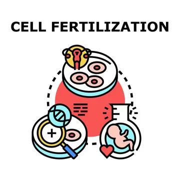 Cell fertilization process and human reproduction concept Stock Illustration
