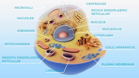 Cell Stock Footage 89580784