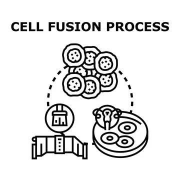 Cell fusion process for biomedical research and development Stock Illustration