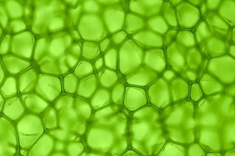 Cell green background Foto stock