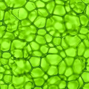 Cell green background Stock Photos