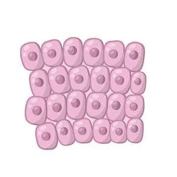 Cell of human organism. Layer of epidermis. イラスト素材