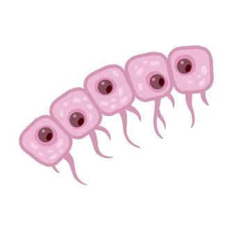 Cell of human organism. Layer of epidermis イラスト素材