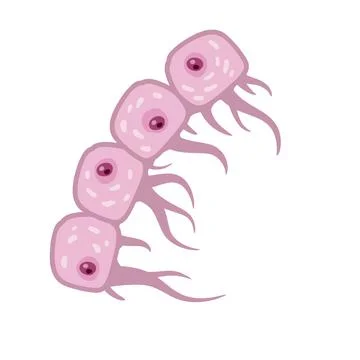 Cell of human organism. Layer of epidermis. イラスト素材