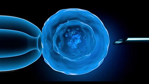 Cell injection - artificial insemination Needle puncture the cell membrane Stock Footage 104574493