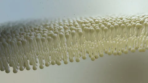 Cell Lipid Layer Video stock 64822504