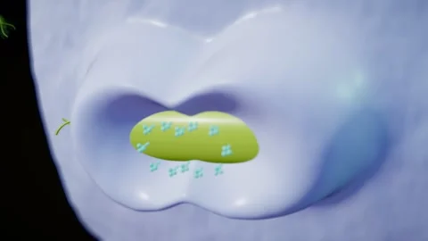 Cell Membrane Advances Along A Bacterium And Closes Around It In Macro View Stock Footage 344537450