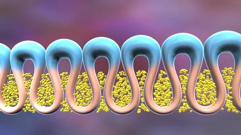 The cell membrane, also known as the plasma membrane, is a double layer of li Stock Illustration