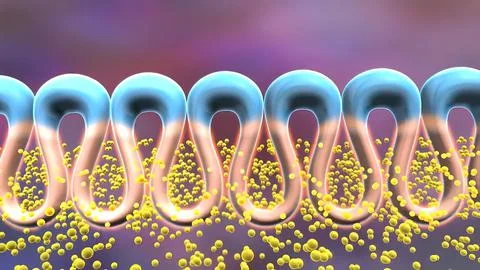 The cell membrane, also known as the plasma membrane, is a double layer of li Stock Illustration