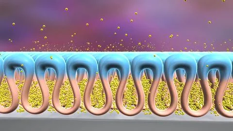 The cell membrane, also known as the plasma membrane, is a double layer of li Stock Illustration