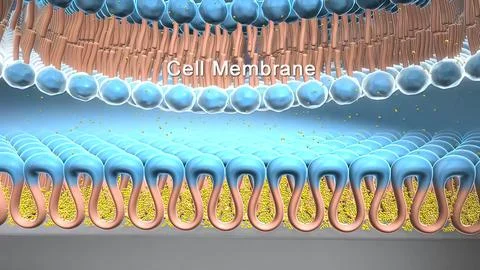 The cell membrane, also known as the plasma membrane, is a double layer of li イラスト素材
