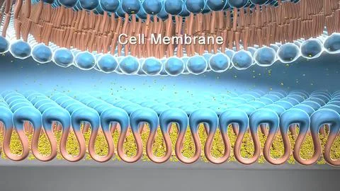 The cell membrane, also known as the plasma membrane, is a double layer of li イラスト素材