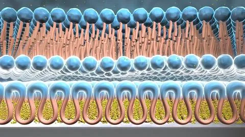The cell membrane, also known as the plasma membrane, is a double layer of li イラスト素材