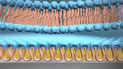 The cell membrane, also known as the plasma membrane, is a double layer of li イラスト素材