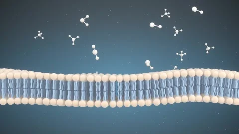 Cell membrane with molecules passing through its bilayer. Stock Footage 332317094