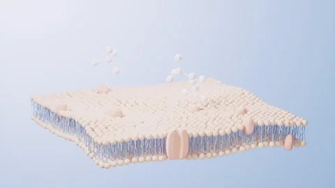 Cell membrane structure and function animation showing molecules passing th.. 動画素材 332227868