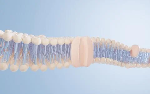 Cell membrane structure background, 3d rendering. Stock Illustration