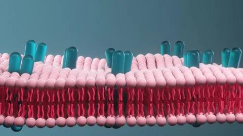 Cell membrane structure with embedded protein channels moving Video stock 327112480