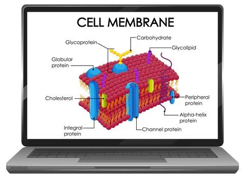 Cell membrane structure on laptop screen Stock Illustration