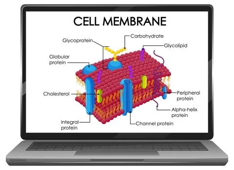 Cell membrane structure on laptop screen Stock Illustration