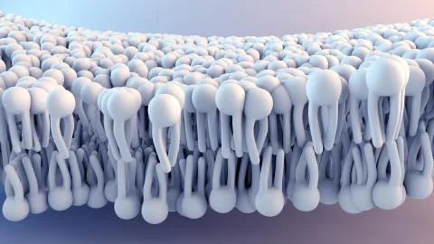 Cell Membrane structure in motion Stock Illustration