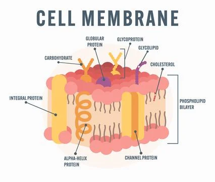 Cell Membrane Structure scheme Educational Illustration Showing Phospholipid Bil Stock Illustration