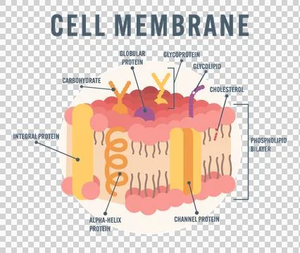 Cell Membrane Structure scheme Educational Illustration Showing Phospholipid Bil Stock Illustration