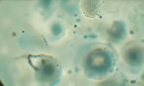 Cell Membrane Transport Microscopic Visualization 4K 스톡 동영상 347105288