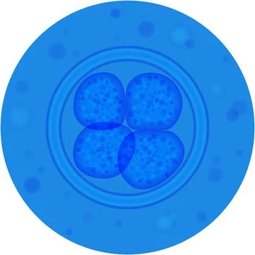 Cell mitosis division process vector icon on white Stock Illustration