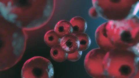 Cell mitosis Vidéo 22151629