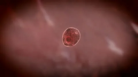 Cell Mitosis Pan Stock Footage 14369900