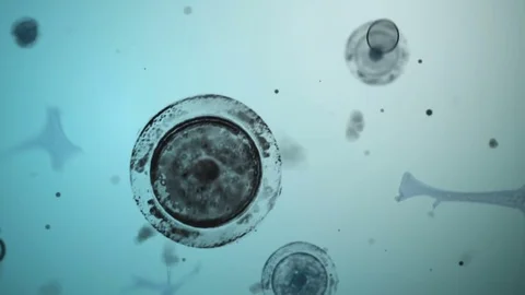 Cell in motion, (macro) Vídeos de archivo 82856101