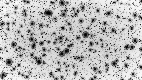 Cell NEGATIVE Stock Footage 107403707