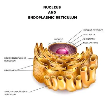 Cell Nucleus and Endoplasmic reticulum Stock Illustration