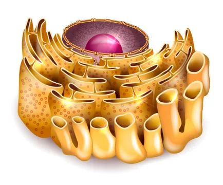 Cell Nucleus and Endoplasmic reticulum Stock Illustration